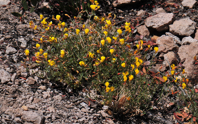 Lotus corniculatus, Bird's Foot Trefoil, Southwest Desert Flora